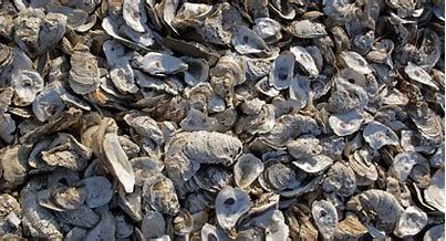 Image result for oyster