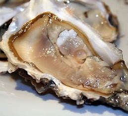 Image result for oyster