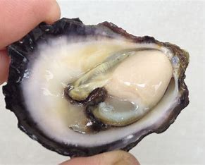 Image result for oyster